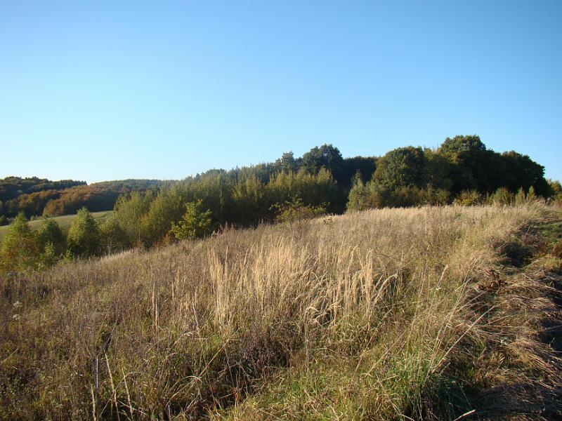 DSC05004