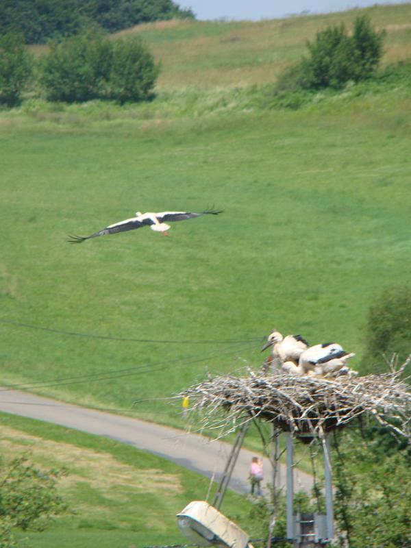 czerwiec2012 011