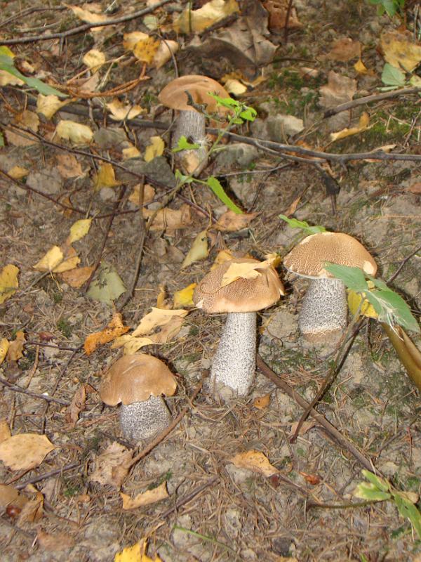 sierpieĹ„2012 097
