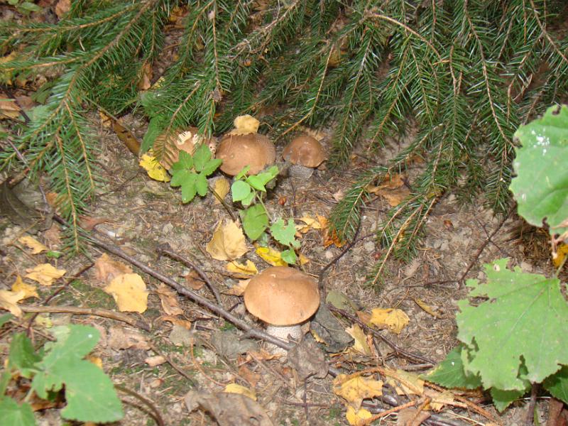 sierpieĹ„2012 098