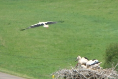czerwiec2012 011