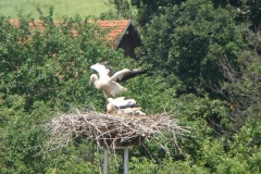 czerwiec2012 012