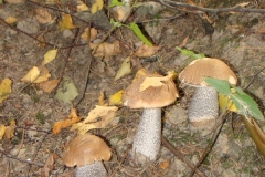 sierpieĹ„2012 097