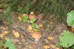 sierpieĹ„2012 098