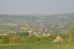sowy 014